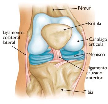 Anatomía de rodilla. 